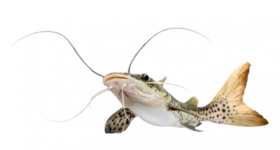 A catfish from the front showing its barbels that resemble cat whiskers. A catfish from the front showing its barbels that resemble cat whiskers.