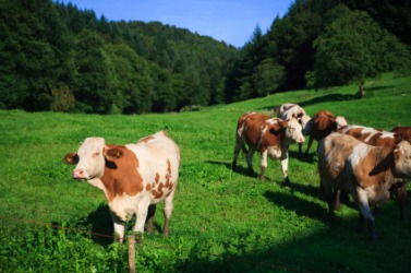 Cattle grazing in a green pasture. Cattle grazing in a green pasture.