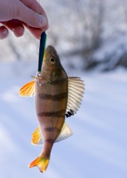A freshly caught fish. A freshly caught fish.
