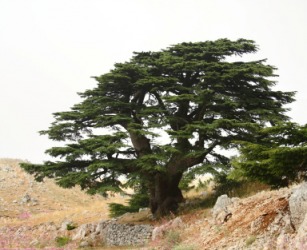 A cedar tree growing on a hilltop. A cedar tree growing on a hilltop.