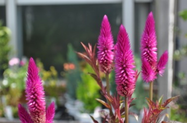 The bright flowers of a celosia in a garden. The bright flowers of a celosia in a garden.