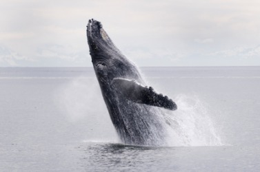 A whale is a cetacean. A whale is a cetacean.