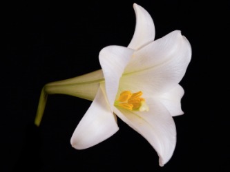 A white chaliced flower. A white chaliced flower.