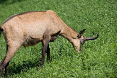 A grazing Alpine chamois. A grazing Alpine chamois.