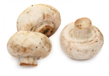 Three white champignons. Three white champignons.