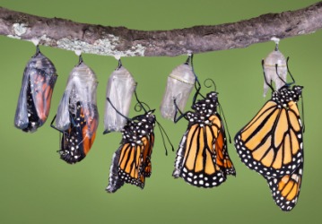 A butterfly completing its change from a caterpillar. A butterfly completing its change from a caterpillar.