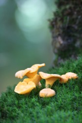 A group of chanterelles growing in moss. A group of chanterelles growing in moss.