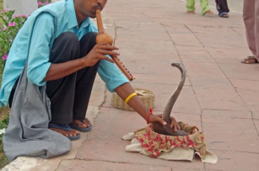 A snake charmer with a cobra snake. A snake charmer with a cobra snake.