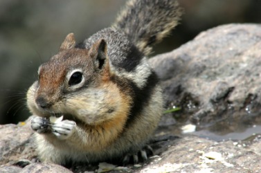 A chipmunk with bulging cheek pouches. A chipmunk with bulging cheek pouches.