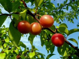 Cherry plums on the tree. Cherry plums on the tree.