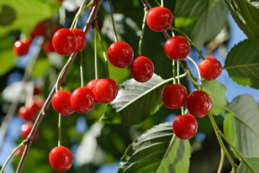 Ripe cherries on the tree. Ripe cherries on the tree.