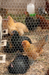 Chickens inside a pen made with chicken wire. Chickens inside a pen made with chicken wire.