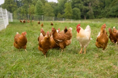 Several brown chickens in a field. Several brown chickens in a field.