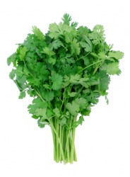 This bunch of cilantro, or coriander, is also known as Chinese parsley. This bunch of cilantro, or coriander, is also known as Chinese parsley.