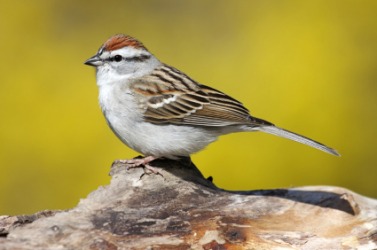 A young chipping sparrow. A young chipping sparrow.