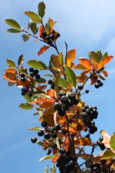 A branch covered with chokeberries. A branch covered with chokeberries.