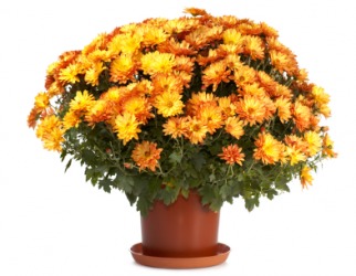 A pot of yellow chrysanthemums. A pot of yellow chrysanthemums.