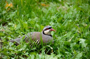 A chukar partridge nestled in the grass. A chukar partridge nestled in the grass.