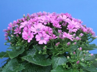 A cineraria in bloom. A cineraria in bloom.