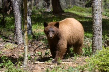 A cinnamon bear. A cinnamon bear.