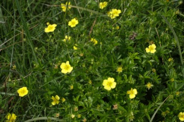 A field of yellow cinquefoil. A field of yellow cinquefoil.