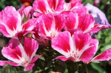 A close up of the clarkia flower. A close up of the clarkia flower.