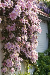 Pink flowering clematis. Pink flowering clematis.