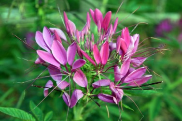 The purple flowers of the cleome plant also known as the spider flower. The purple flowers of the cleome plant also known as the spider flower.