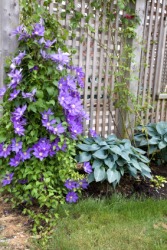 Morning glories cling to this trellis. Morning glories cling to this trellis.