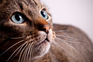 A close-up of a tabby cat. A close-up of a tabby cat.