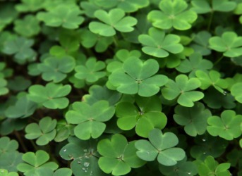 A patch of clover. A patch of clover.