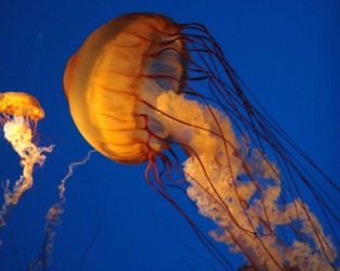 This jellyfish is an example of a cnidarian. This jellyfish is an example of a cnidarian.