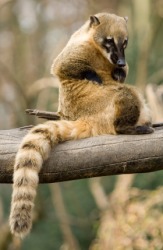 A coati-mundi, or coati, sitting in a tree. A coati-mundi, or coati, sitting in a tree.