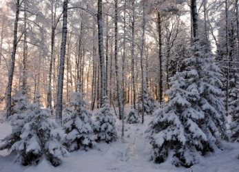 A forest with a coating of snow. A forest with a coating of snow.