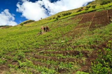 A field of coca. A field of coca.
