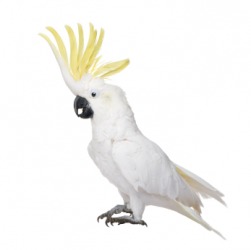 A yellow crested cockatoo. A yellow crested cockatoo.