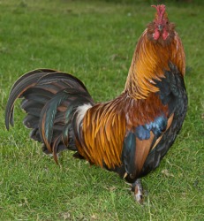 A colorful cockerel. A colorful cockerel.