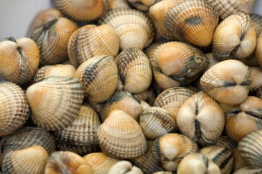 A pile of cockles. A pile of cockles.