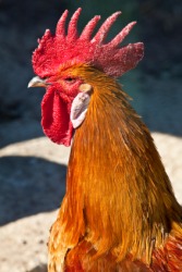 A rooster with a bright red cockscomb. A rooster with a bright red cockscomb.