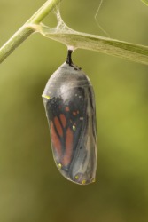 A cocoon containing a butterfly. A cocoon containing a butterfly.