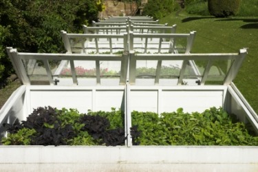 Plants growing in a row of cold frames. Plants growing in a row of cold frames.