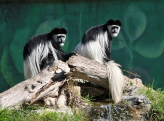 A pair of colobus monkeys. A pair of colobus monkeys.