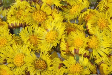 Several coltsfoot flowers. Several coltsfoot flowers.
