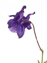 An example of an aquilegia, the columbine. An example of an aquilegia, the columbine.