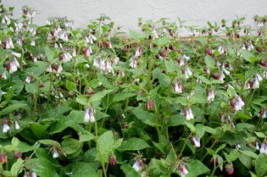 Several flowering comfry plants. Several flowering comfry plants.