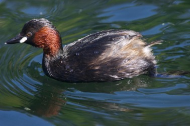 A dabchick in the water. A dabchick in the water.