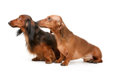 A pair of male dachshunds. A pair of male dachshunds.