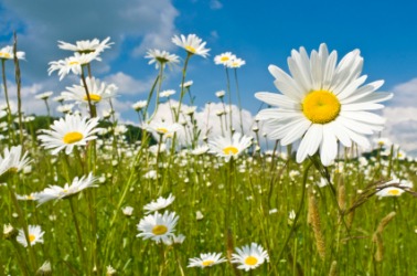 A field of daisies. A field of daisies.