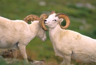 A pair of Dall sheep. A pair of Dall sheep.