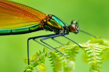A close up of a female damselfly. A close up of a female damselfly.